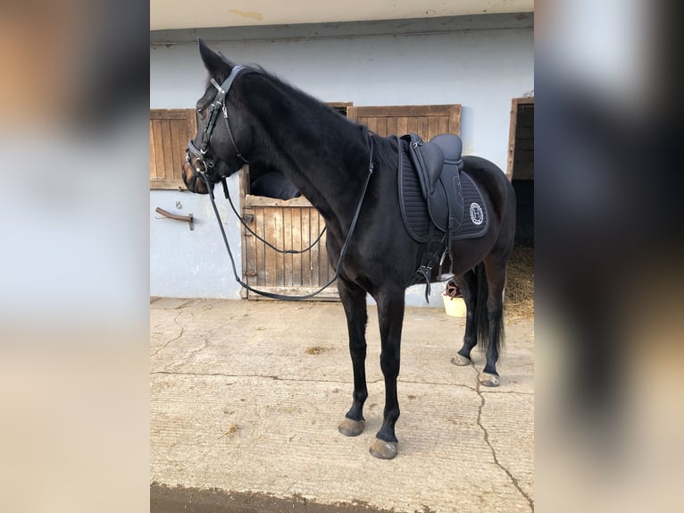 Hannover Castrone 10 Anni Baio nero in LONGPONT