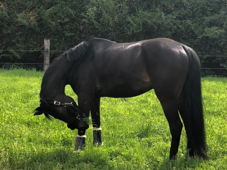 Hannover Castrone 10 Anni Baio nero in LONGPONT