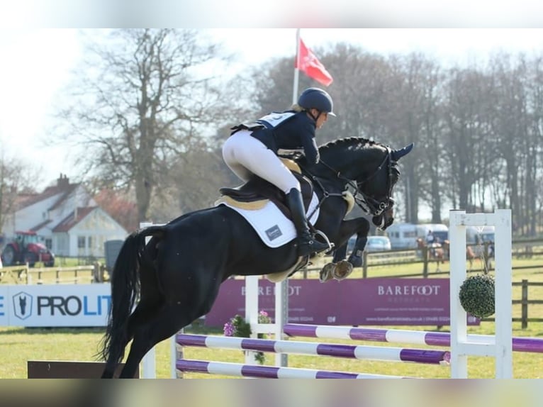Hannover Castrone 10 Anni in Thalwil