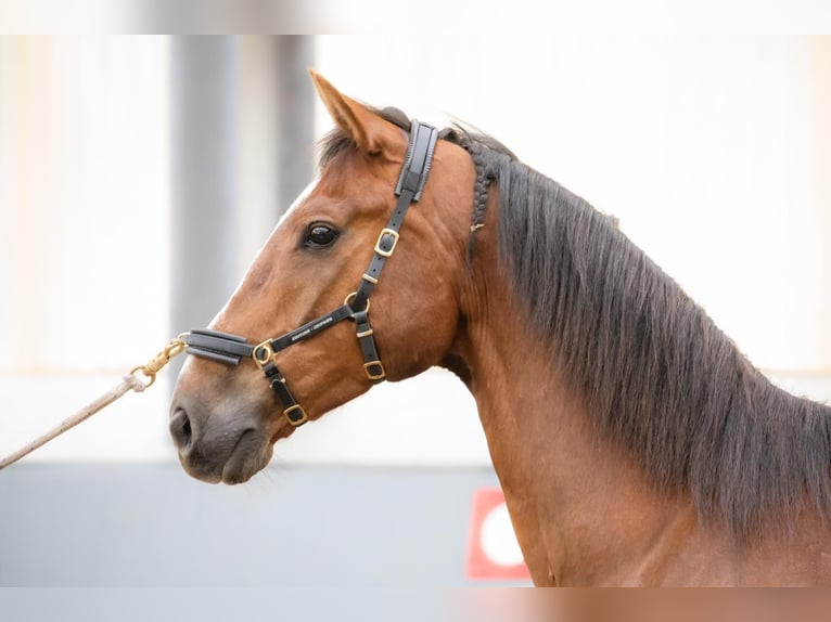 Hannover Castrone 11 Anni 160 cm Sauro scuro in Beverstedt