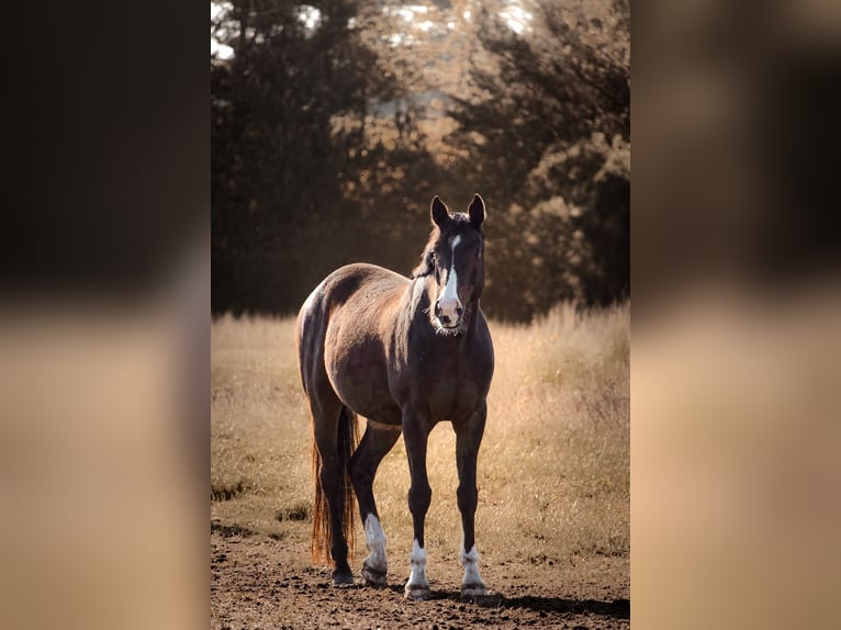 Hannover Castrone 11 Anni 162 cm Baio in Colbitz