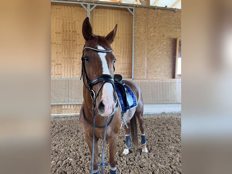 Hannover Castrone 11 Anni 163 cm Sauro in Nesselwängle