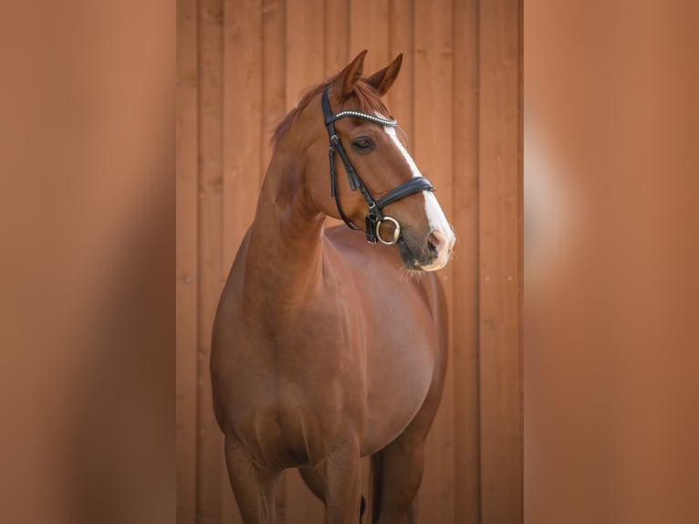 Hannover Castrone 11 Anni 163 cm Sauro in Nesselwängle