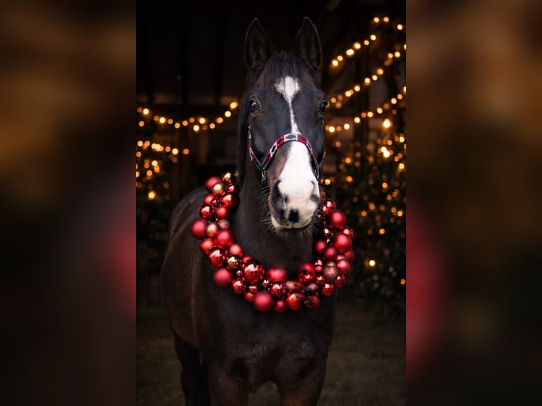 Hannover Castrone 11 Anni 164 cm Baio scuro in Colbitz