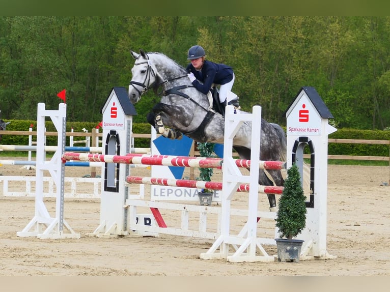 Hannover Castrone 11 Anni 165 cm Grigio in Kamen