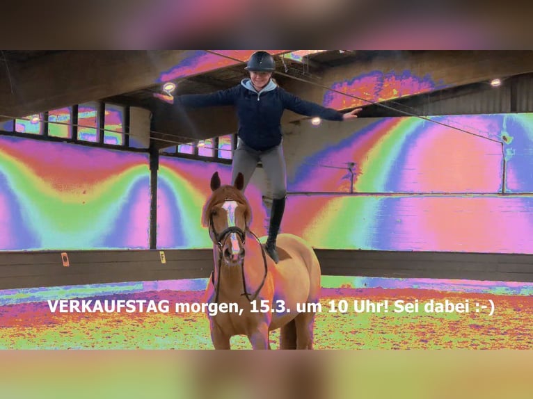 Hannover Castrone 11 Anni 165 cm Sauro in Verden (Aller)