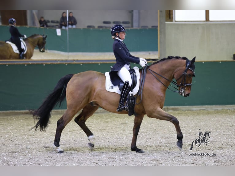 Hannover Castrone 11 Anni 166 cm Baio in München