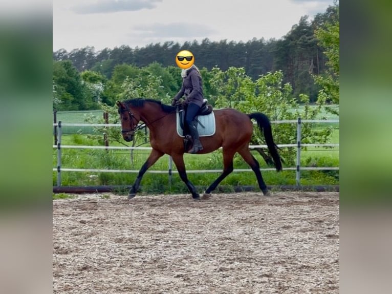 Hannover Castrone 11 Anni 167 cm Baio in Winsen (Aller)