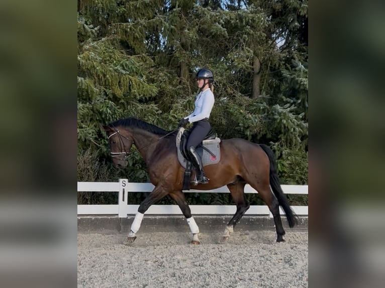 Hannover Castrone 11 Anni 167 cm Baio scuro in Henstedt-Ulzburg Hannover Castrone 11 Anni 167 cm Baio scuro in Henstedt-Ulzburg