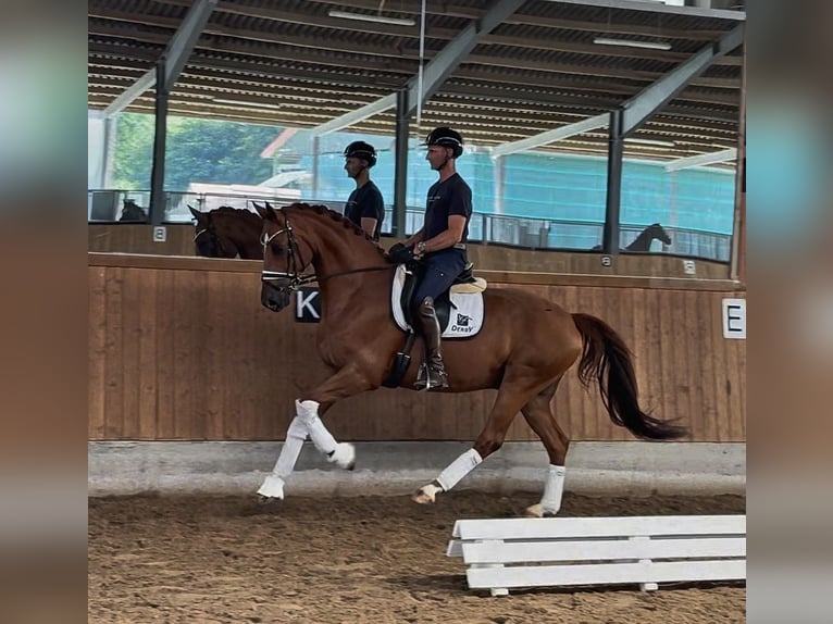 Hannover Castrone 11 Anni 167 cm Sauro in Gleichen