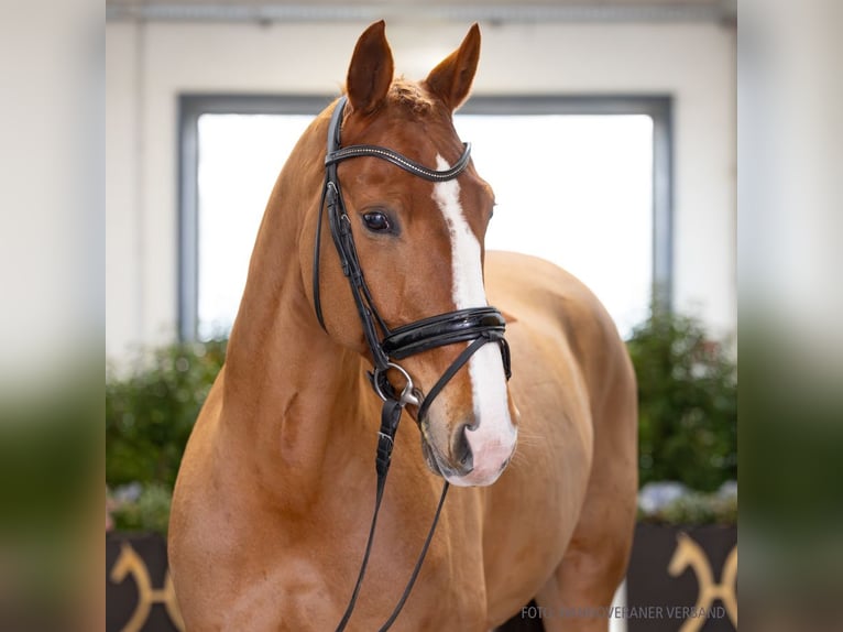 Hannover Castrone 11 Anni 167 cm Sauro in Verden