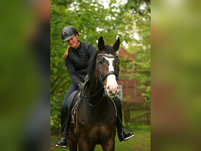 Hannover Castrone 11 Anni 168 cm Baio in Landesbergen