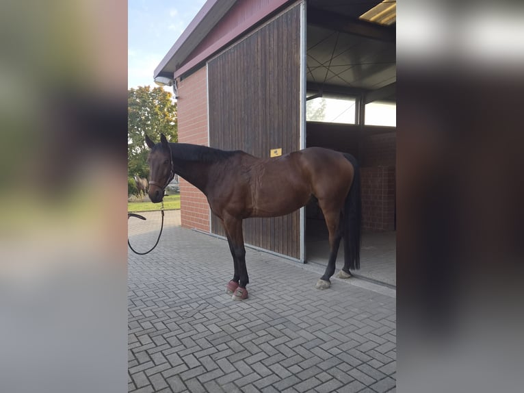 Hannover Castrone 11 Anni 168 cm Baio in Braunschweig