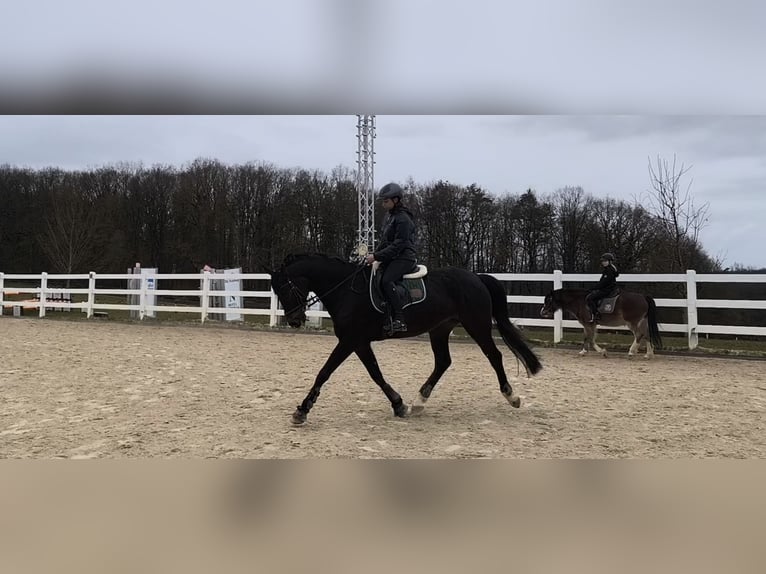 Hannover Castrone 11 Anni 168 cm Baio nero in Bamberg