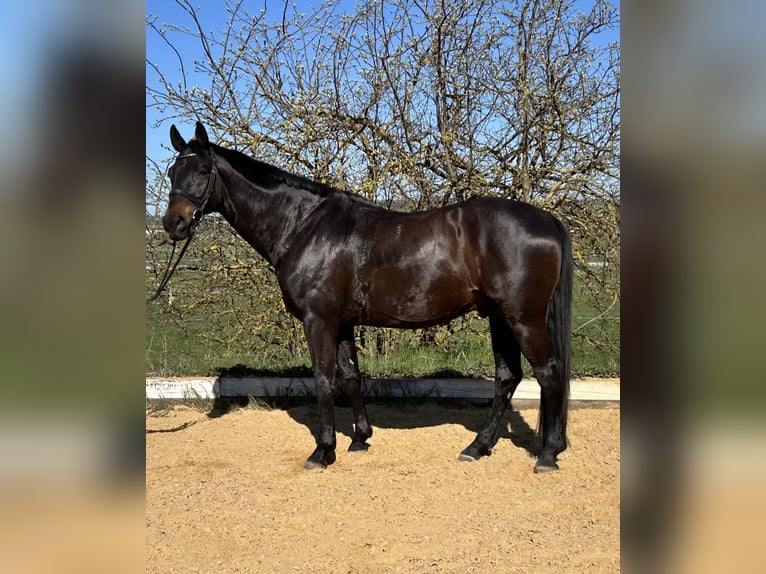 Hannover Castrone 11 Anni 170 cm Baio scuro in Mühlhausen