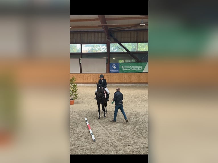 Hannover Castrone 11 Anni 170 cm Morello in Schenefeld