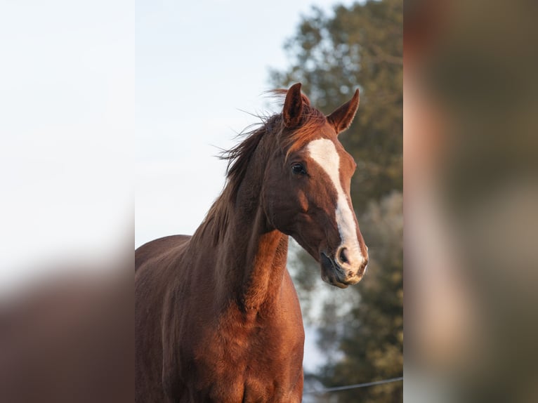 Hannover Castrone 11 Anni 170 cm Sauro in Seeth-Ekholt