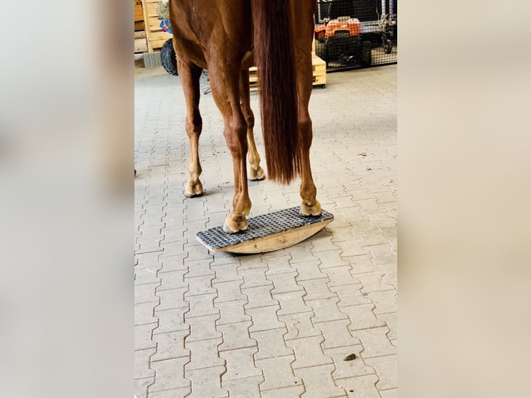 Hannover Castrone 11 Anni 170 cm Sauro in Belgern