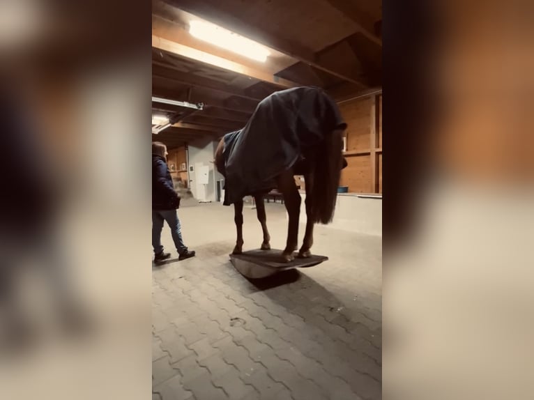 Hannover Castrone 11 Anni 170 cm Sauro in Belgern