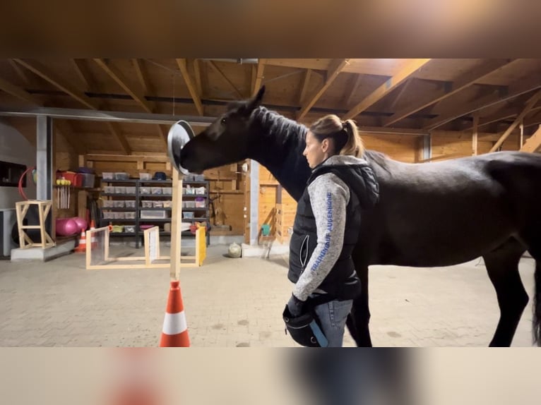 Hannover Castrone 11 Anni 170 cm Sauro in Belgern