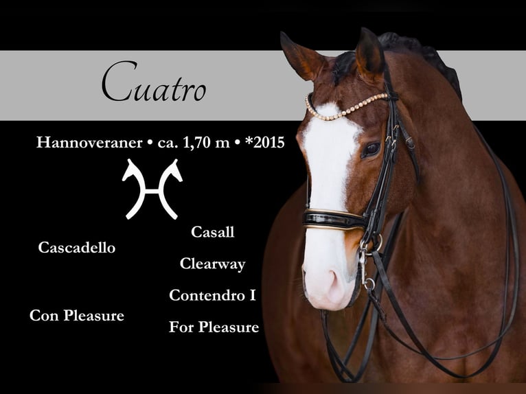 Hannover Castrone 11 Anni 171 cm Baio in Wehringen