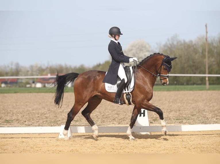 Hannover Castrone 11 Anni 171 cm Baio chiaro in Bruck