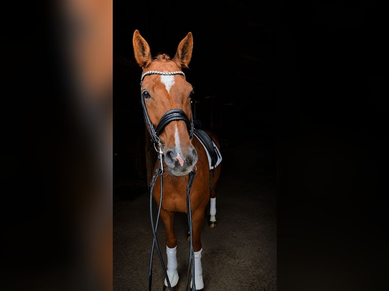 Hannover Castrone 11 Anni 171 cm Sauro in Ahrensburg