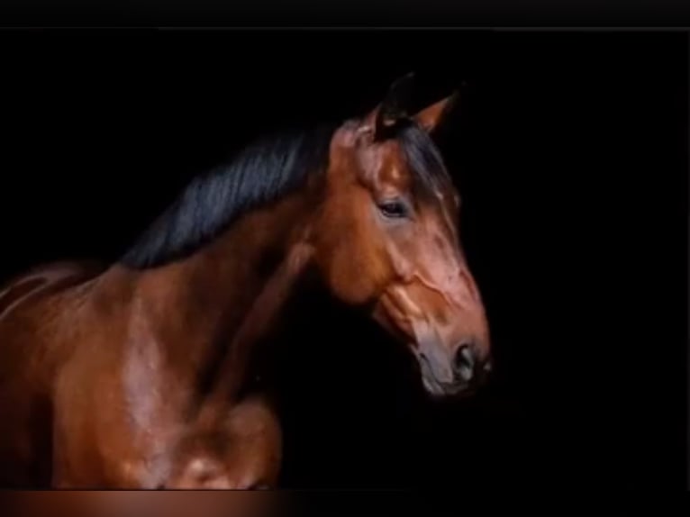 Hannover Castrone 11 Anni 172 cm Baio in Beverungen