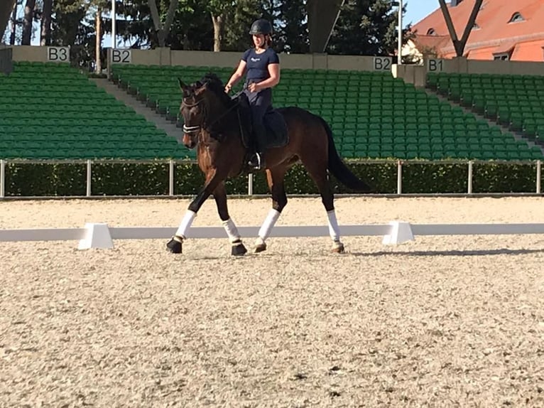 Hannover Castrone 11 Anni 172 cm Baio in Nünchritz