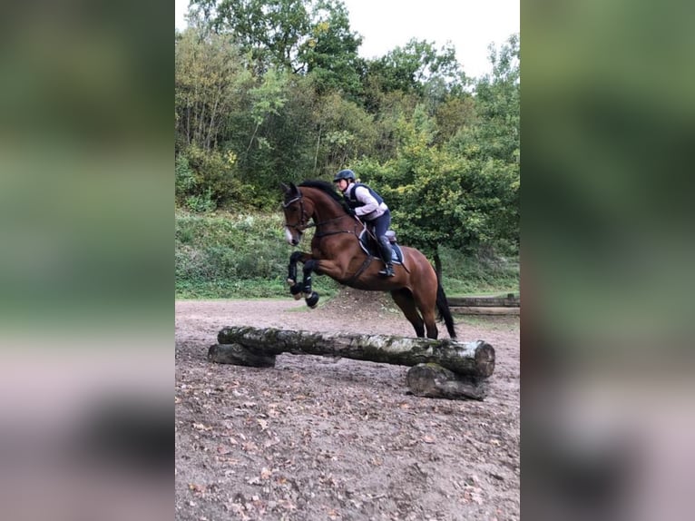 Hannover Castrone 11 Anni 172 cm Baio in Nostorf
