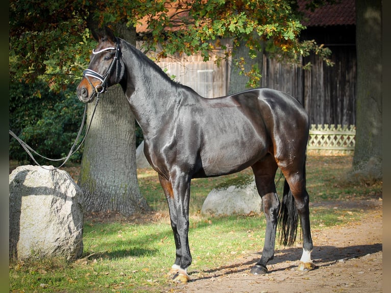 Hannover Castrone 11 Anni 172 cm Baio nero in Verden (Aller)