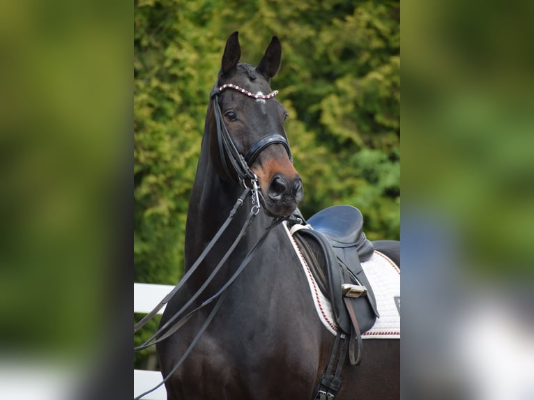 Hannover Castrone 11 Anni 173 cm Baio scuro in D&#xE4;tgen