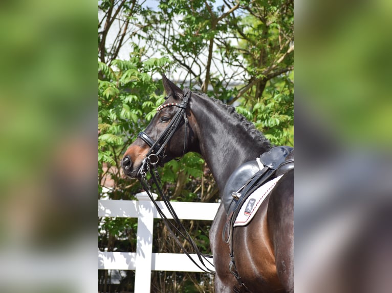 Hannover Castrone 11 Anni 173 cm Baio scuro in D&#xE4;tgen