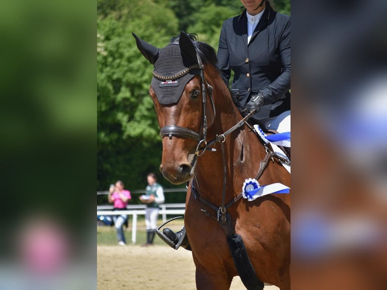 Hannover Castrone 11 Anni 174 cm Baio in Überherrn