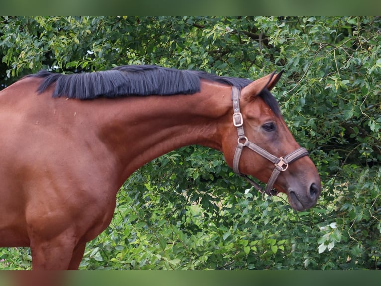 Hannover Castrone 11 Anni 174 cm Baio in Überherrn