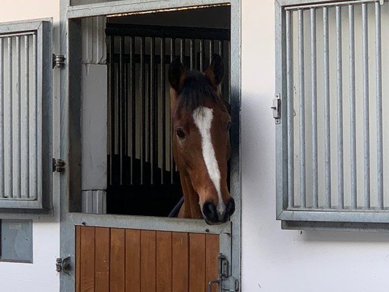 Hannover Castrone 11 Anni 174 cm Baio in Verden (Aller)