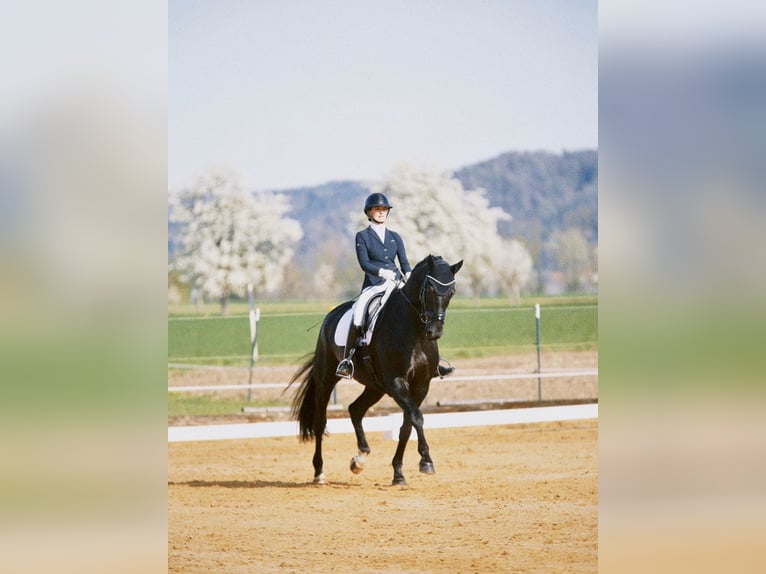 Hannover Castrone 11 Anni 174 cm Morello in Zirchow