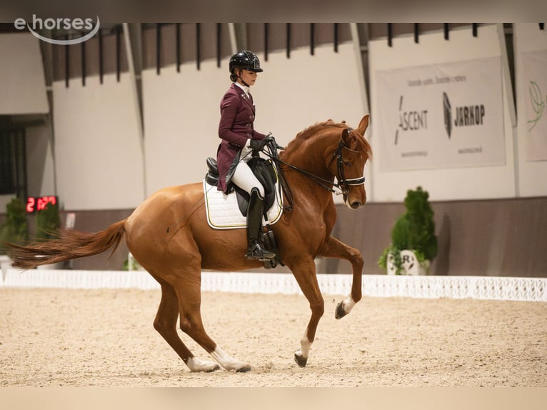 Hannover Castrone 11 Anni 174 cm Sauro in Szczecin