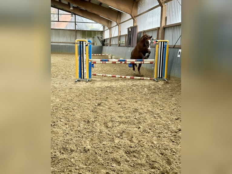 Hannover Castrone 11 Anni 174 cm Sauro scuro in Dortmund