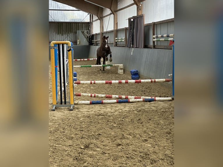 Hannover Castrone 11 Anni 174 cm Sauro scuro in Dortmund