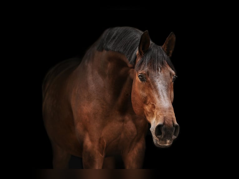 Hannover Castrone 11 Anni 175 cm Baio in Höhr-Grenzhausen