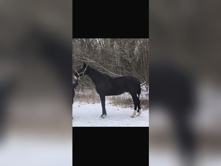 Hannover Castrone 11 Anni 175 cm Baio nero in Wien, Donaustadt