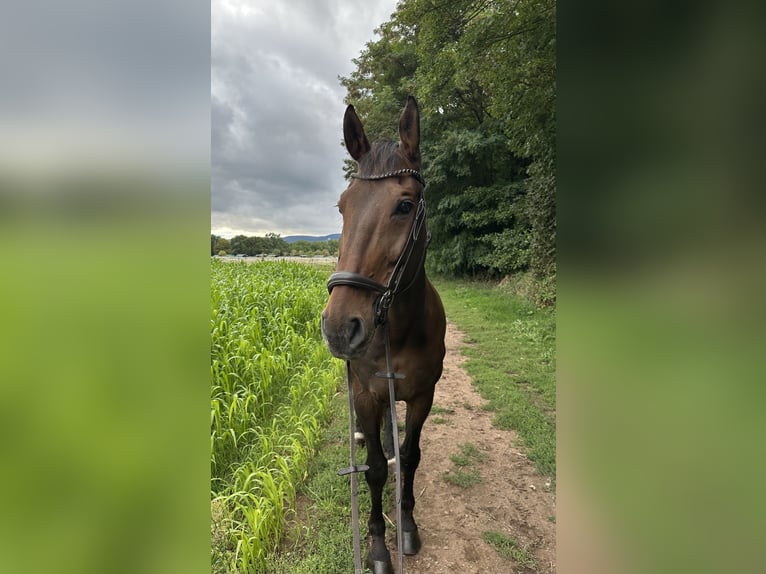Hannover Castrone 11 Anni 175 cm Baio scuro in Neustadt an der Weinstra&#xDF;e