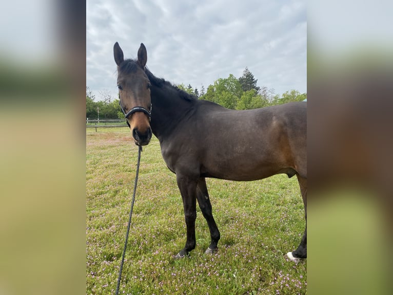 Hannover Castrone 11 Anni 175 cm Baio scuro in Neustadt an der Weinstra&#xDF;e
