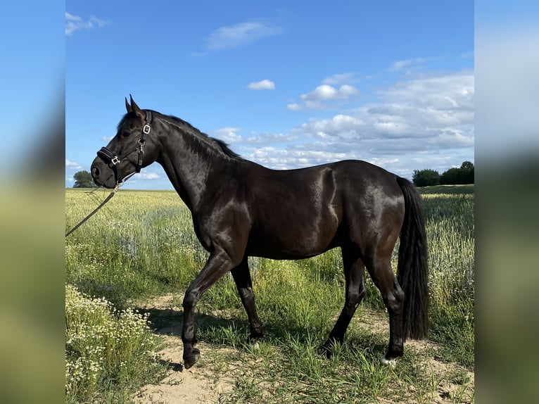 Hannover Castrone 11 Anni 175 cm Morello in Kisserow