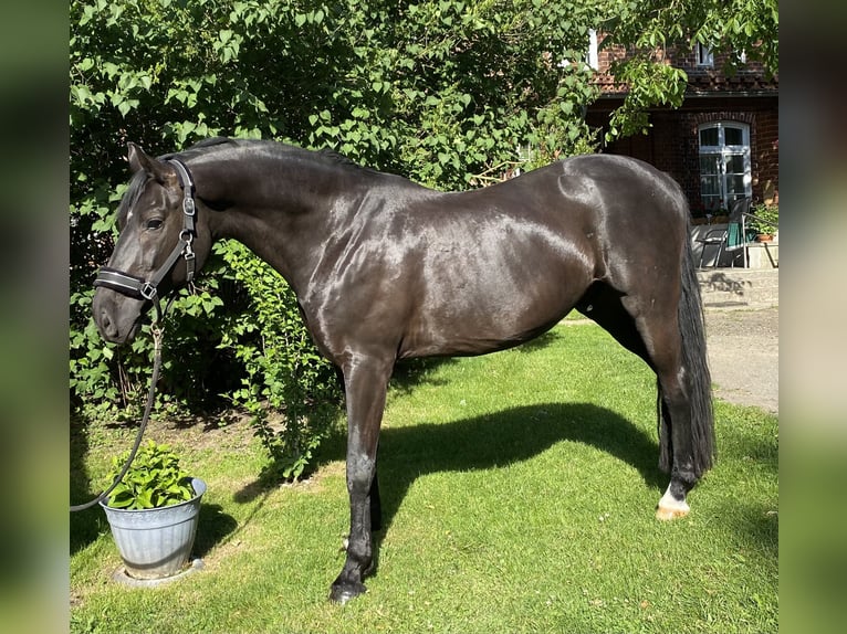 Hannover Castrone 11 Anni 175 cm Morello in Kisserow