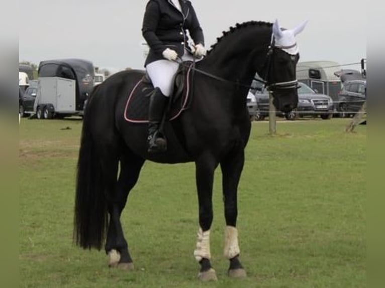 Hannover Castrone 11 Anni 175 cm Morello in Kisserow