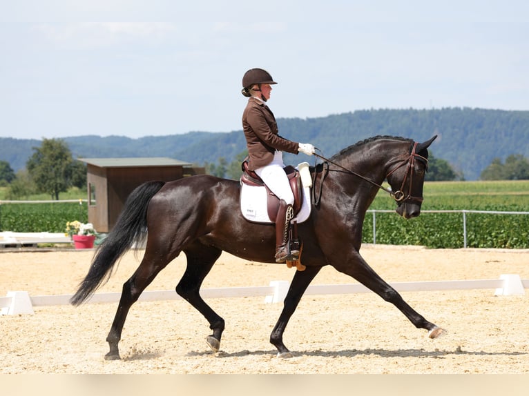 Hannover Castrone 11 Anni 175 cm Morello in Kematen in Tirol
