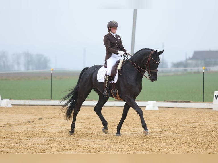 Hannover Castrone 11 Anni 175 cm Morello in Kematen in Tirol