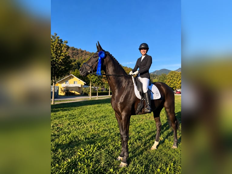 Hannover Castrone 11 Anni 175 cm Morello in Rankweil